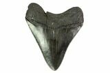 Fossil Megalodon Tooth - Georgia #145425-1
